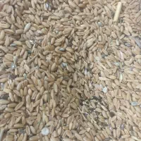 گندم|خدمات باغبانی و درختکاری|سبزوار, رباط|دیوار
