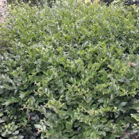 یاس|عمده‌فروشی|کلاچای, |دیوار