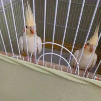 عروس هلندی جفت مولد