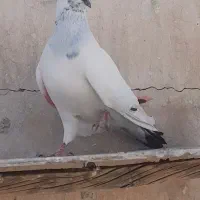 کفتر پرشی