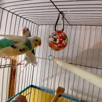 یک جفت مرغ عشق مولد و تخم گذار