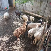 انواع گوسفند نر و ماده