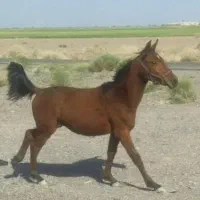 فروش اسب نریان پدر عرب مادر ترکمن