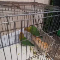 طوطی برزیلی(کوتوله)