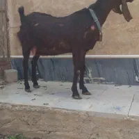 فروش دوبر و بز نژدی درجه یک