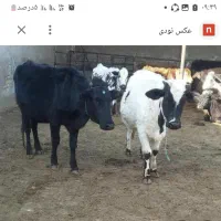 گاو محلی جوان با گوساله نر