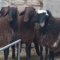بره سبک آماده پرواربندی