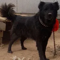 سگ قدرجونی و سرابی