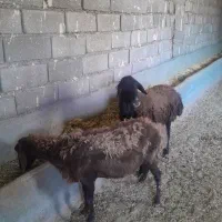 میش جوان مفت مفت