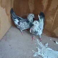 کبوتر جفت به شرط بازی و پرش