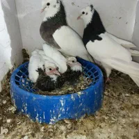 کبوتر طوقی