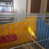 فروش دوعدد قناری نر طلایی جوان کشیده