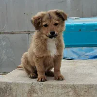 سگ تریر ۵ ماهه باهوش