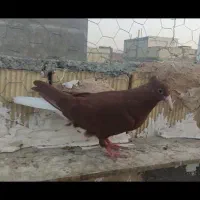 جوجه دمسفید درشت