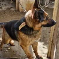 سگ ژرمن ماده خونگی ۵ ساله