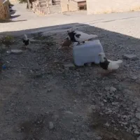 کبوتر|پرنده|ایلام, |دیوار