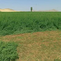 یونجه خالص، رشه یونجه