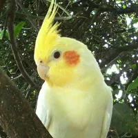 مشاوره پرندگان سگ ها و گربه داران