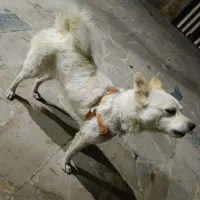 سگ پاکوتاه