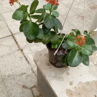 گل گیاه
