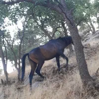 اسب و مادیان