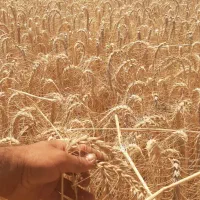 گندم باسیلو فرانسوی