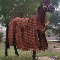 با سلام اسب نریون