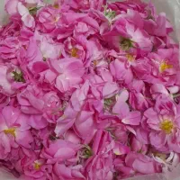 گل محمدی اصل کاشان بهترین عطر و بو تجربه ی ماندگار