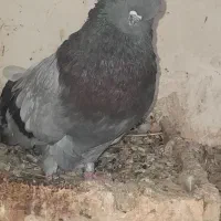 جفت قنار