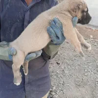 سگ سرابی|سگ|تاکستان, |دیوار