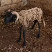 گوسفندنر