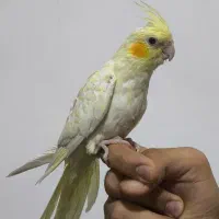 جوجه عروس هلندی