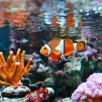دلقک ماهی اسلاریس یک بندی فقط انبوه