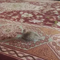 یک عدد کفترباغی
