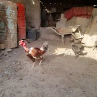 یک خروس گردن لیسک