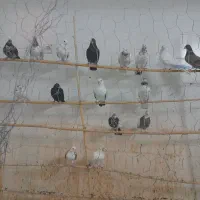 کفتر پرشی