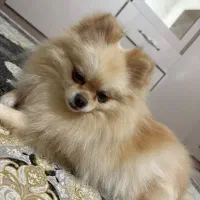 پامر نروماده