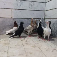 مغلف