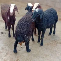 بره نرافشاری درجه یک