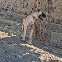 سگ ماده