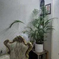نخل آریکا