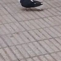 ۳عدد سده سیاه نر کاکلی بایک طوقی سرخ نرجوان