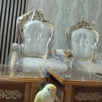 کوتوله برزیلی دستی سرحال
