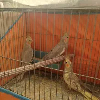 3تا جوجه عروس