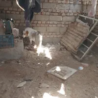 سگ نر