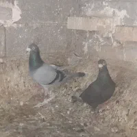 پرنده