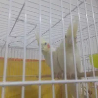 عروس هلندی مولد