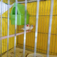 فنچ پنگوئنی
