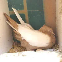 یک‌ جفت کبوتر
