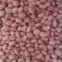 لوبیا چیتی بذری